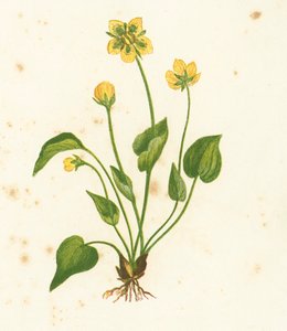 Parnassie des marais, Parnassia Palustris - English School